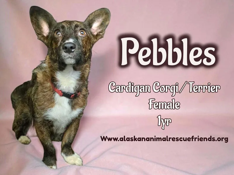An adult medium-sized female Corgi dog named Pebbles for adoption in Anchorage, AK