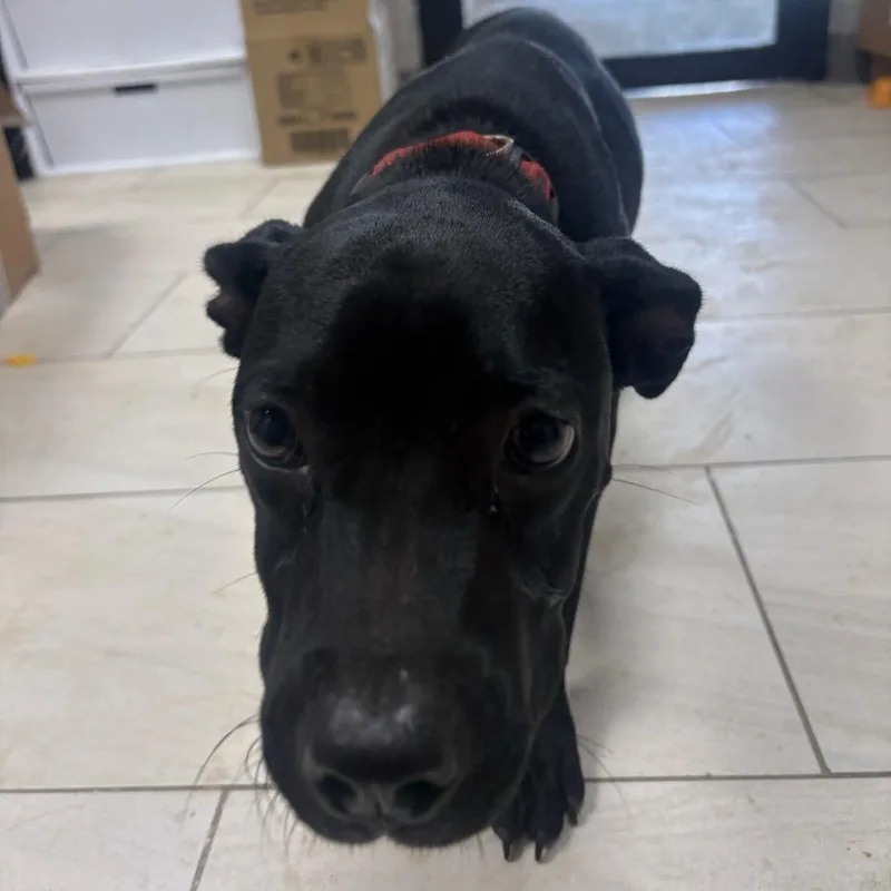 A young medium-sized female Labrador Retriever dog named Bethany Local November for adoption in Brookshire, TX