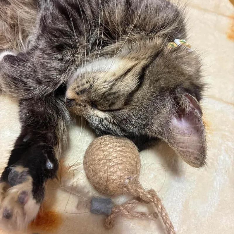 A young medium-sized female Gray / Blue / Silver Domestic Short Hair cat named Sky for adoption in Baytown, TX