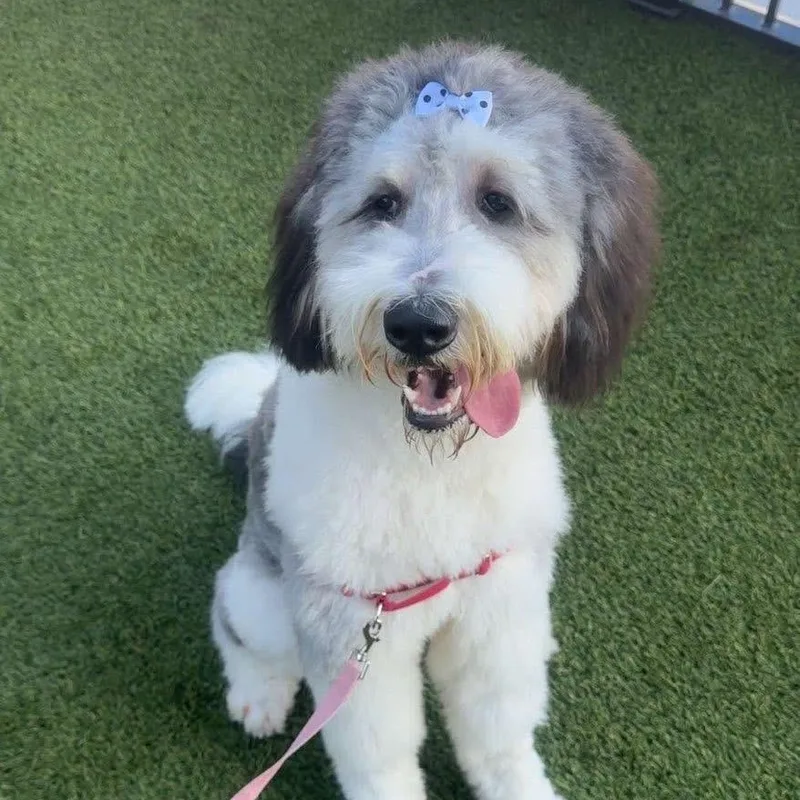 An adult large-sized female Standard Poodle dog named Chloe for adoption in Indianapolis, IN