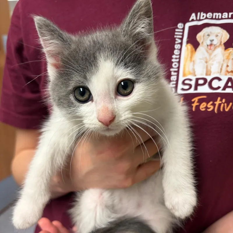 A baby small-sized female Gray / Blue / Silver Domestic Short Hair cat named Pound Cake for adoption in Charlottesville, VA