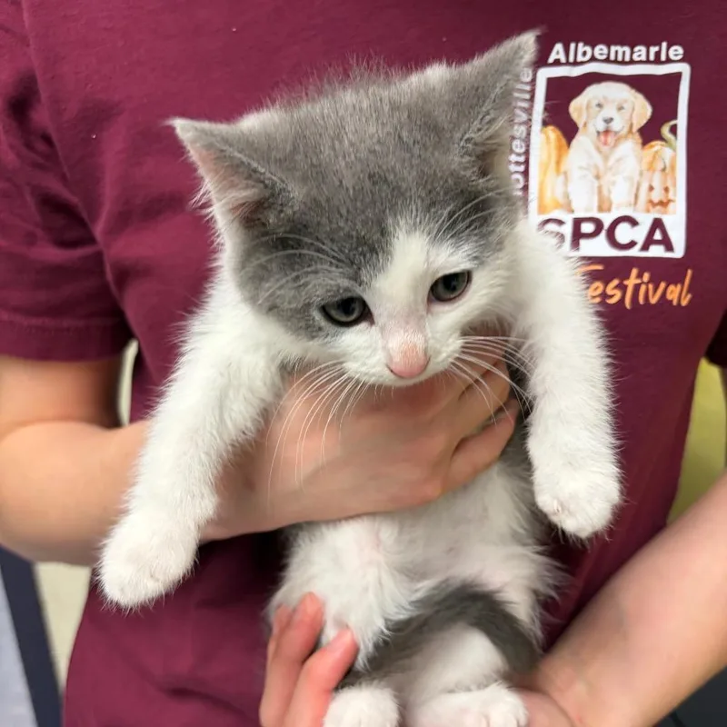 Pound Cake thumbnail 2