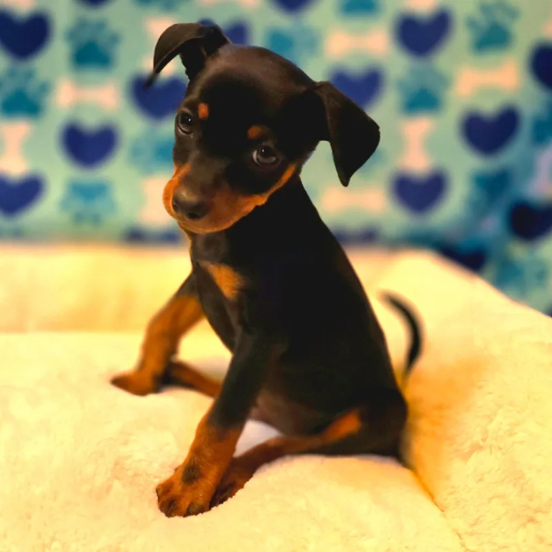 Ross thumbnail 2
