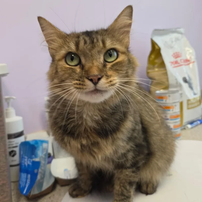 An adult medium-sized female Gray / Blue / Silver Domestic Short Hair cat named Marigold for adoption in Madisonville, TN