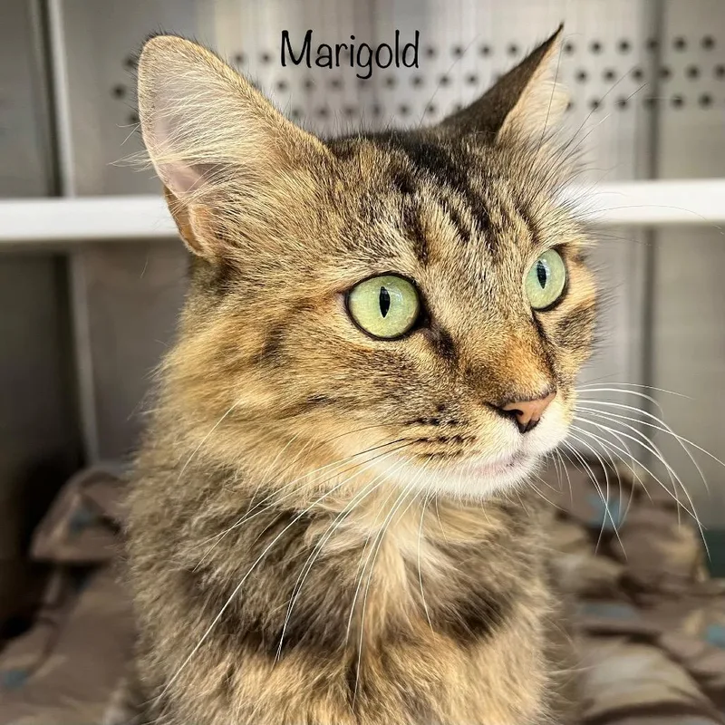 Marigold thumbnail 2