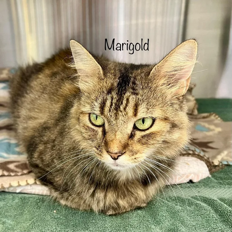 Marigold thumbnail 3