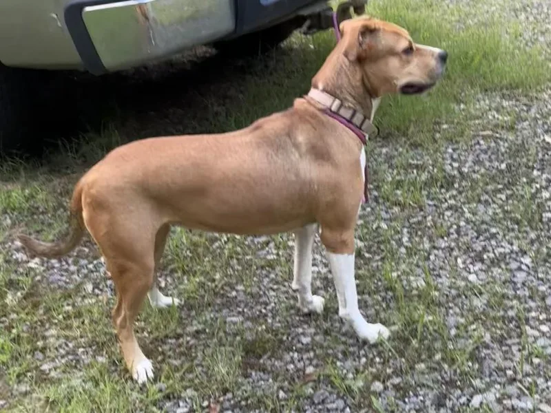 An adult large-sized female White / Cream Pit Bull Terrier dog named Buttercup for adoption in Boston, MA