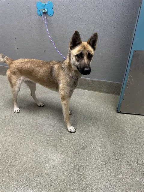 A young large-sized female German Shepherd Dog dog named Raven for adoption in Las Vegas, NV