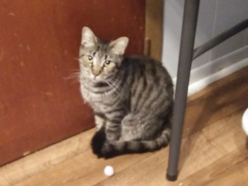 A young medium-sized female Tabby (Brown / Chocolate) Domestic Short Hair cat named Lays for adoption in Port Wentworth, GA