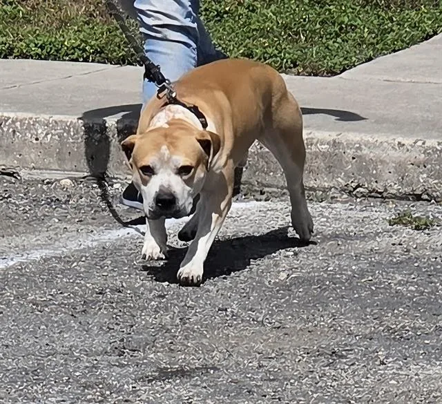 An adult large-sized male American Staffordshire Terrier dog named Scruffy for adoption in San Antonio, TX