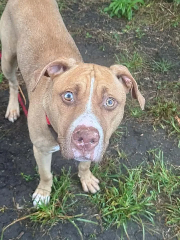 An adult medium-sized male Yellow / Tan / Blond / Fawn Pit Bull Terrier dog named Accordion for adoption in Chicago, IL