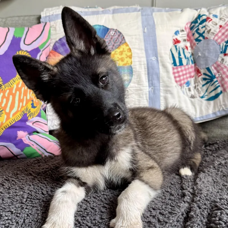 A baby large-sized male Bicolor Husky dog named Tennessee for adoption in Richmond, VA