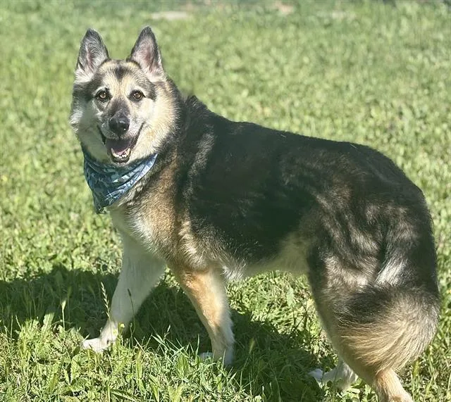 An adult large-sized male German Shepherd Dog dog named Rocky for adoption in Fairfield, CA