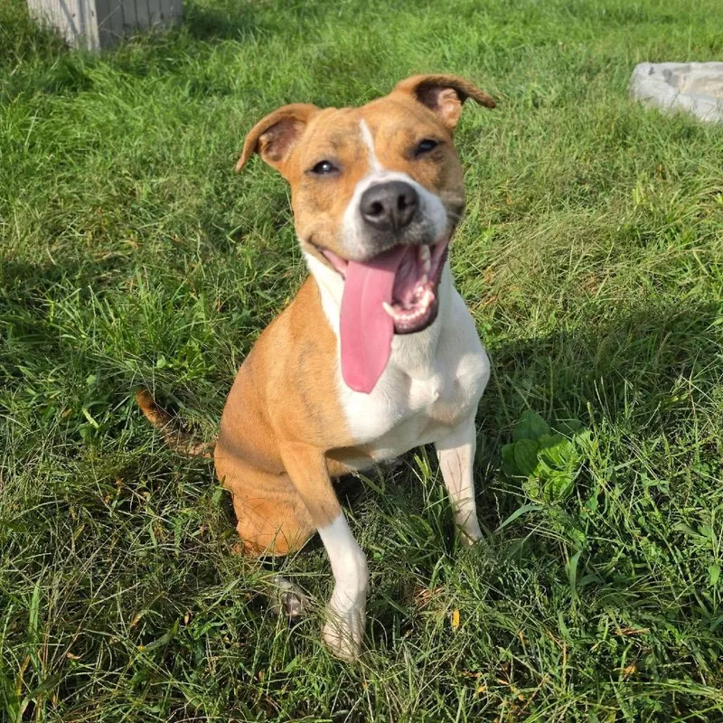 A young small-sized female Yellow / Tan / Blond / Fawn Mixed Breed dog named Mika for adoption in Waynesboro, PA
