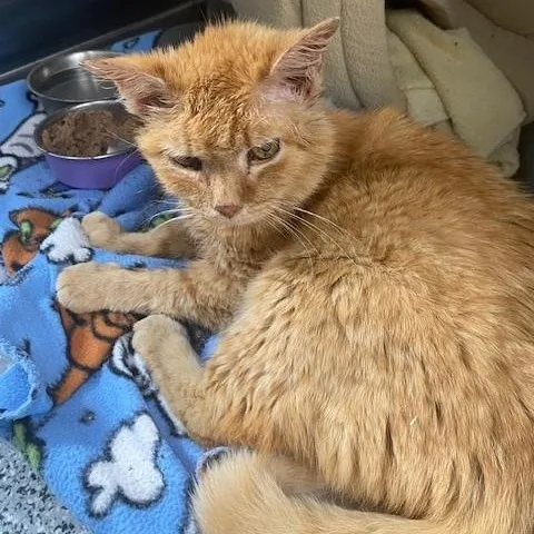 An adult medium-sized male Orange / Red Domestic Short Hair cat named Blueberry for adoption in Allegan, MI