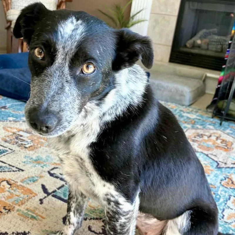 Willow Ivy thumbnail 2