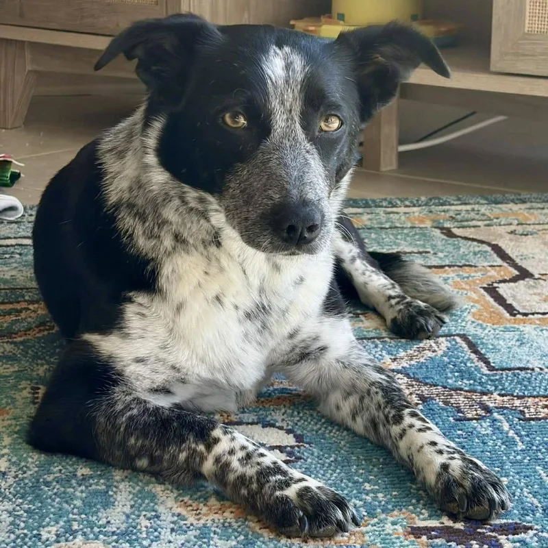 Willow Ivy thumbnail 3