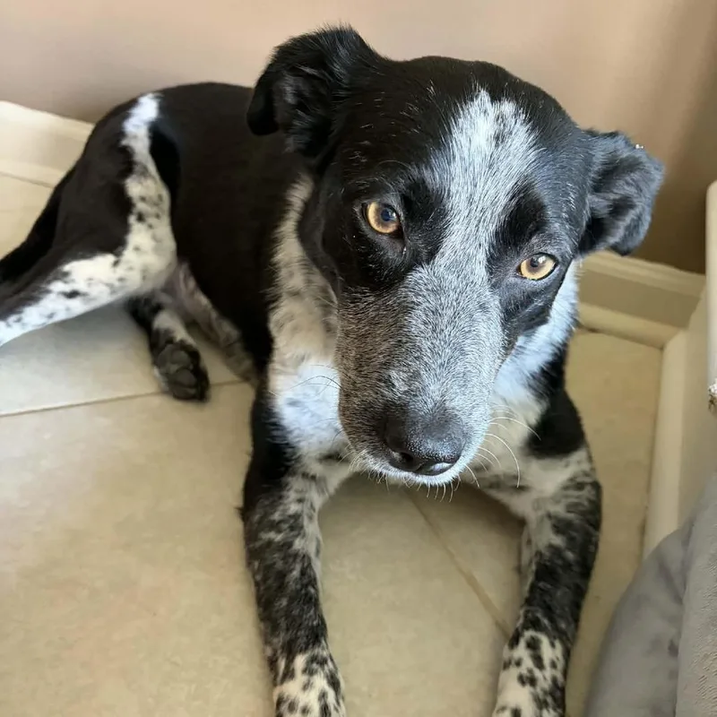 Willow Ivy thumbnail 4