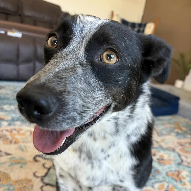 Willow Ivy thumbnail 5