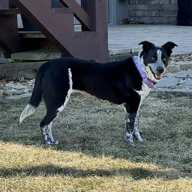 Willow Ivy thumbnail 6