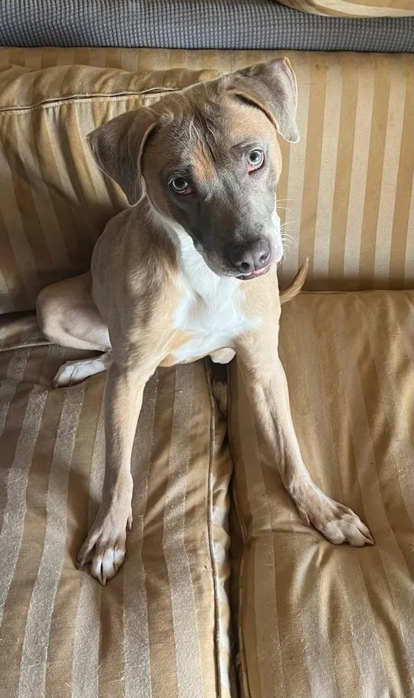 An adult medium-sized female Staffordshire Bull Terrier dog named WasabiZoe for adoption in Powder Springs, GA