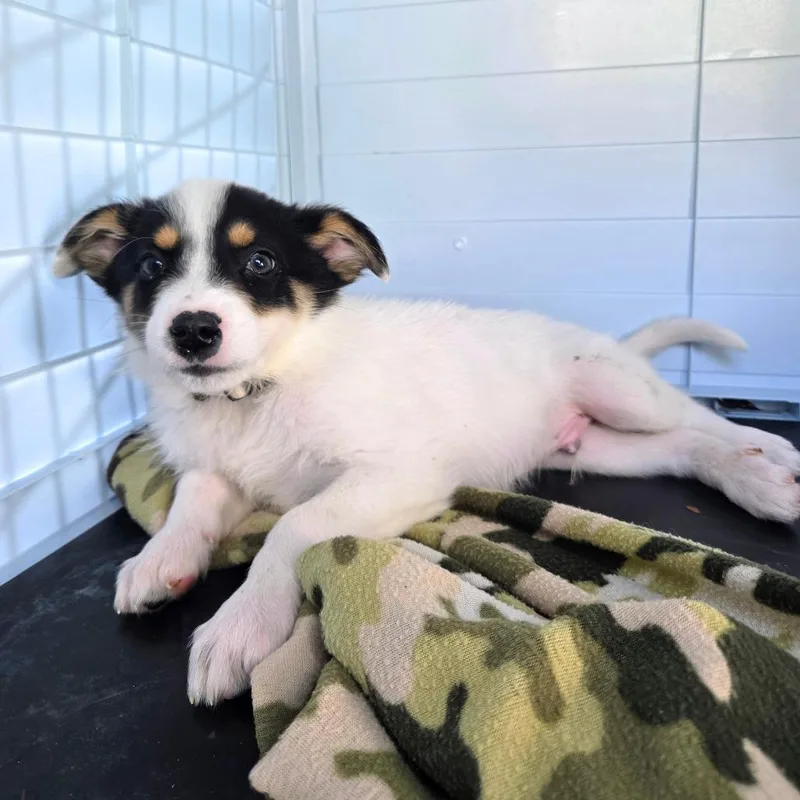 A baby small-sized male Cattle Dog dog named Yahtzee for adoption in Newport, TN