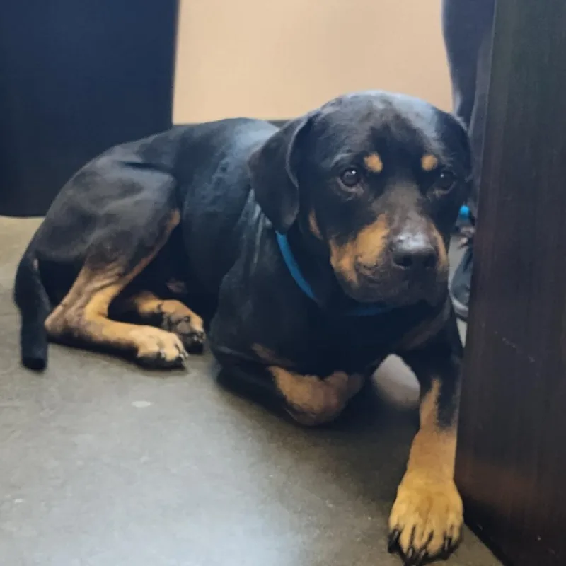 An adult medium-sized male Black Mixed Breed dog named Peter Pan for adoption in Dickinson, TX