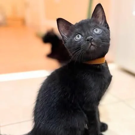A baby small-sized male Black Domestic Short Hair cat named Curioso Jorge for adoption in Franklin, TN