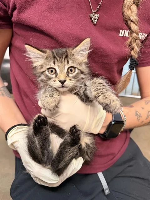 A baby small-sized male Domestic Short Hair cat named Choso for adoption in Fort Walton Beach, FL