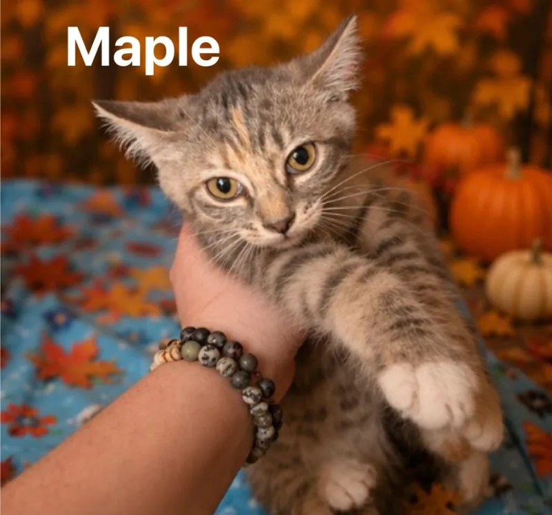 A baby medium-sized female Domestic Short Hair cat named Maple for adoption in Johnson City, TN