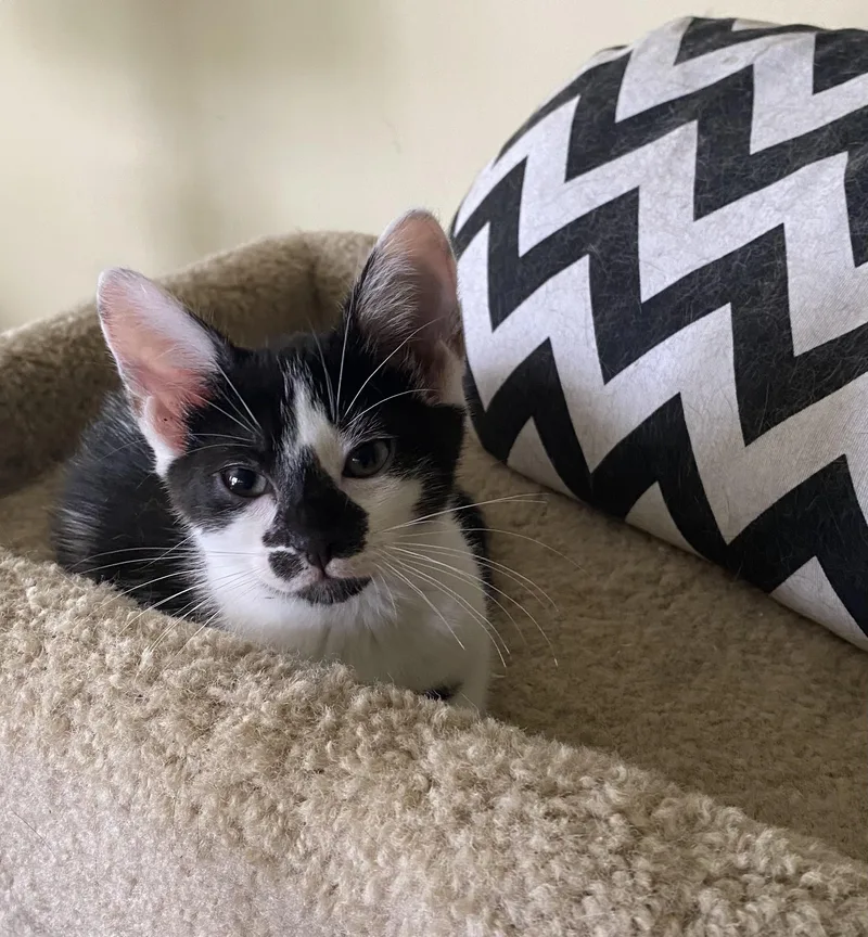 A baby medium-sized female Black & White / Tuxedo Domestic Short Hair cat named Aspen for adoption in Hopkinton, MA