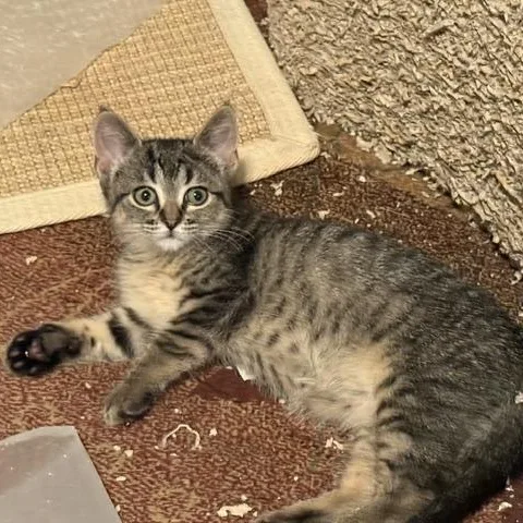 A baby medium-sized male Tabby (Brown / Chocolate) Domestic Short Hair cat named Gremlin for adoption in Farmington, MN