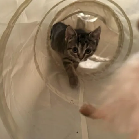 Gremlin thumbnail 5