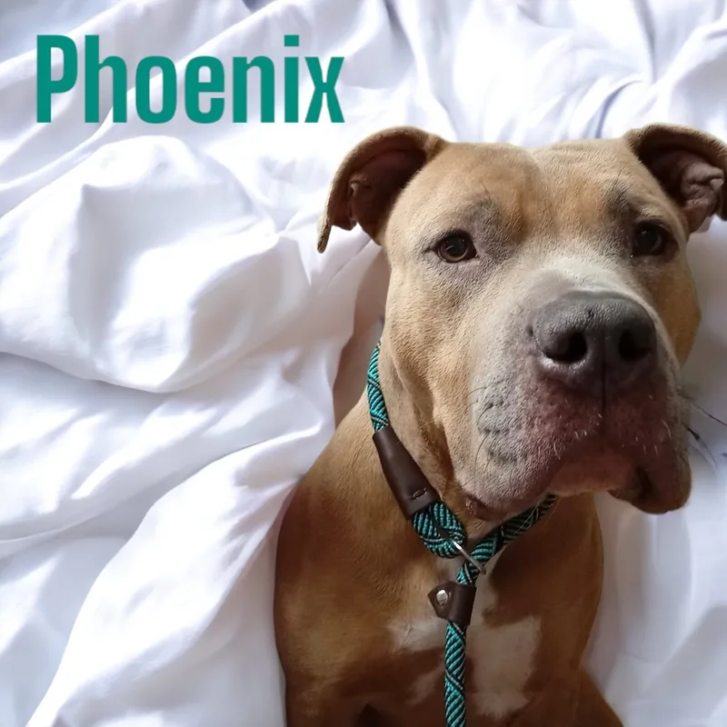 Phoenix thumbnail 4