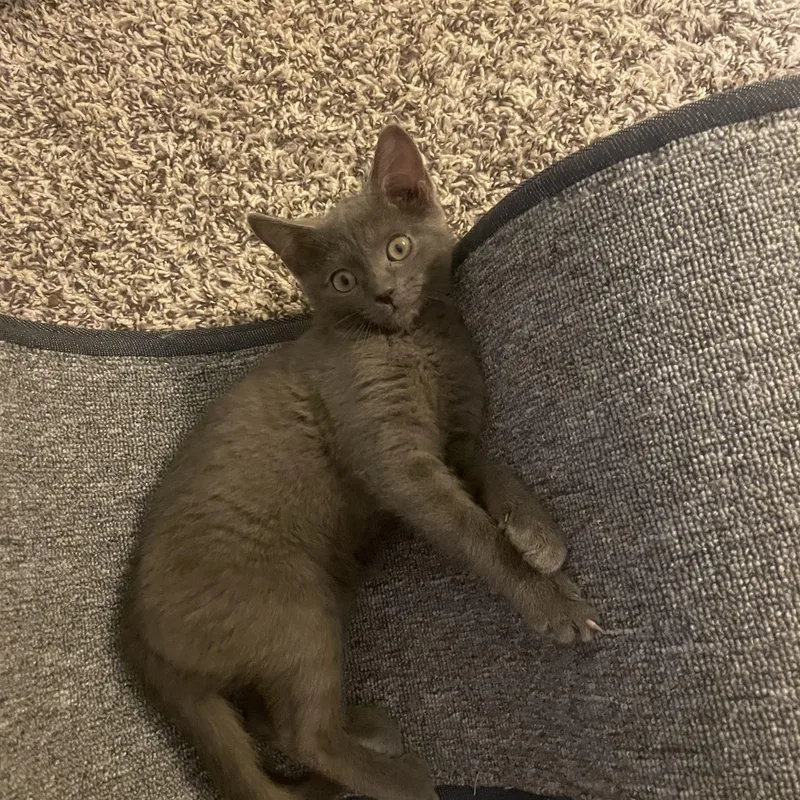 A baby medium-sized female Russian Blue cat named Daisey and Maisey for adoption in Charlotte, NC