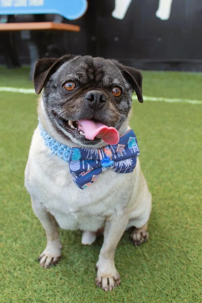 An adult small-sized male Pug dog named Kernel for adoption in Gardena, CA