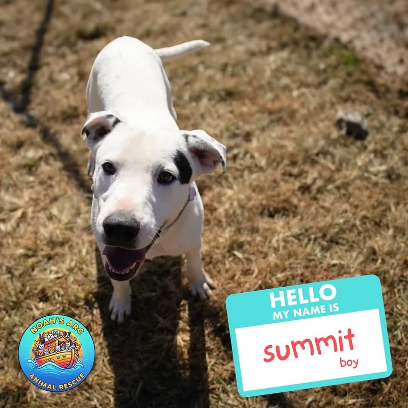 Summit thumbnail 3