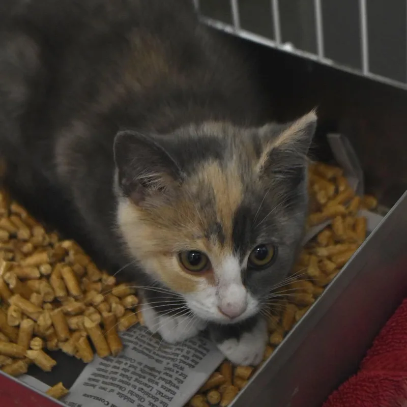 A baby small-sized female Gray / Blue / Silver Domestic Short Hair cat named Soup for adoption in Harrisonburg, VA