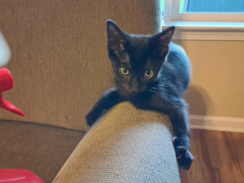 A baby medium-sized male Domestic Short Hair cat named Storm for adoption in Collierville, TN