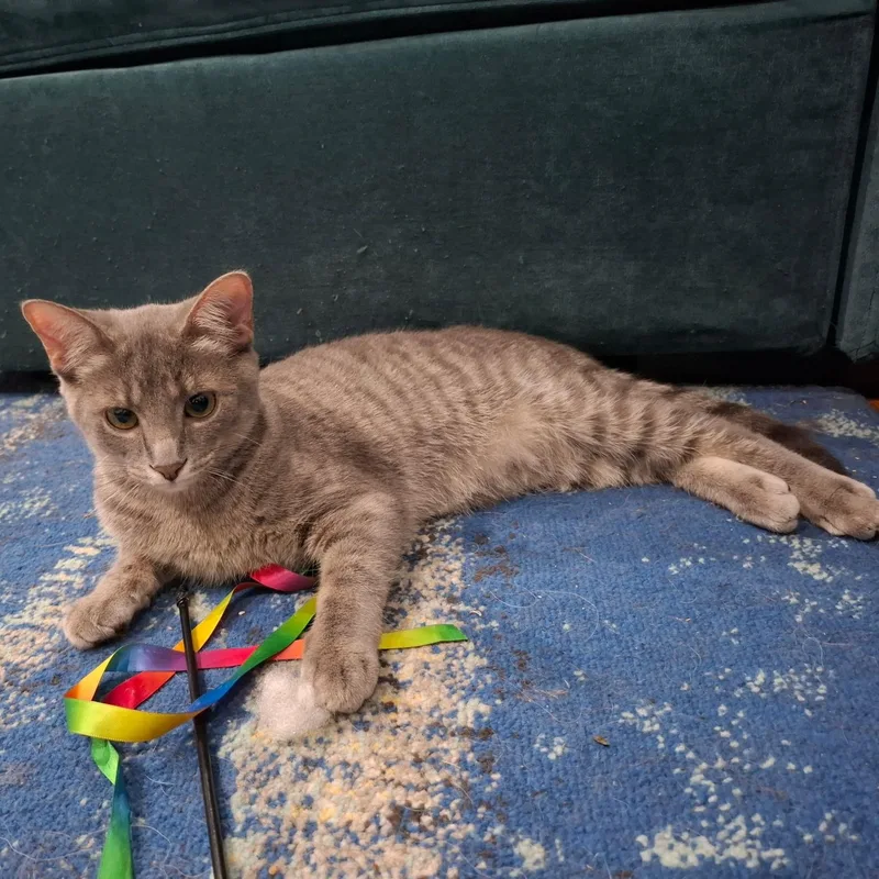 A baby medium-sized female Domestic Short Hair cat named Moon Pie for adoption in Cincinnati, OH