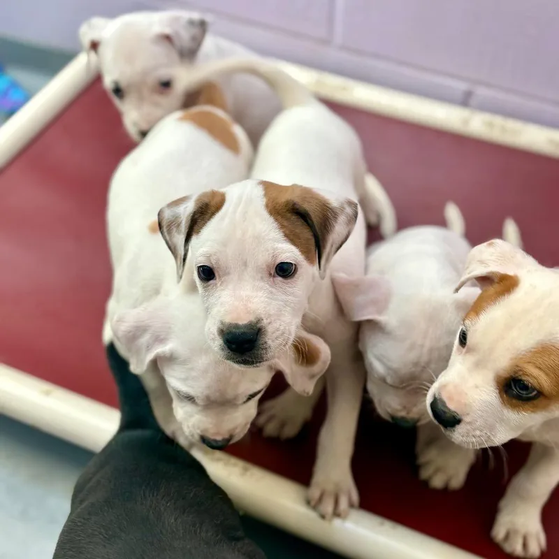 A baby small-sized male White / Cream American Bulldog dog named Milk Bar for adoption in New Fairfield, CT