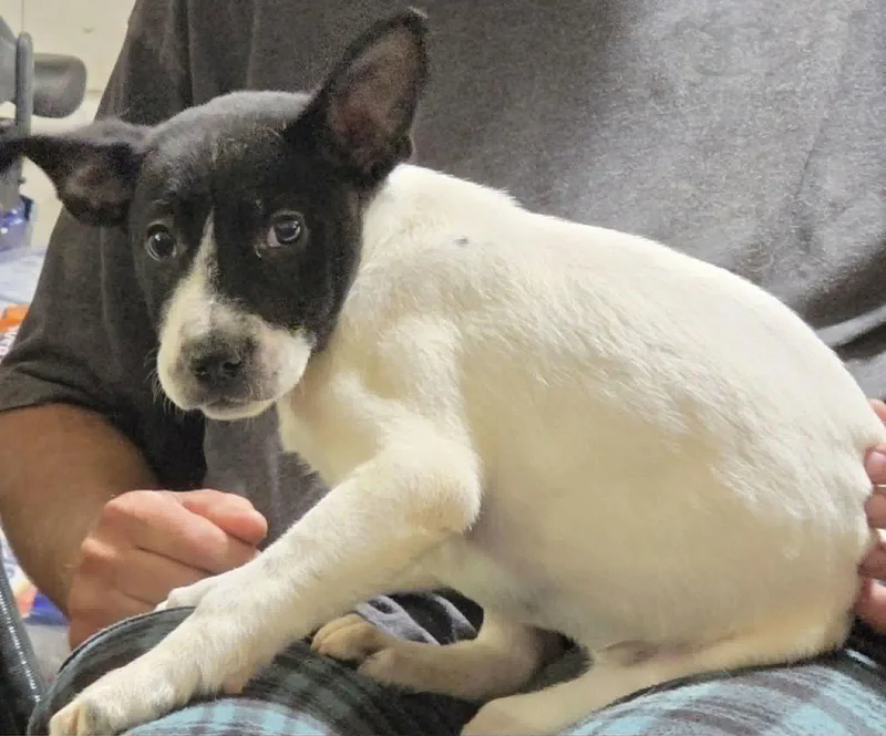 A baby medium-sized female Australian Cattle Dog / Blue Heeler dog named Edena for adoption in Minneapolis, MN