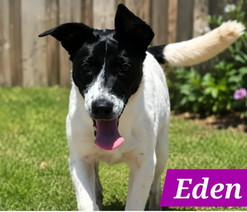 Edena thumbnail 2