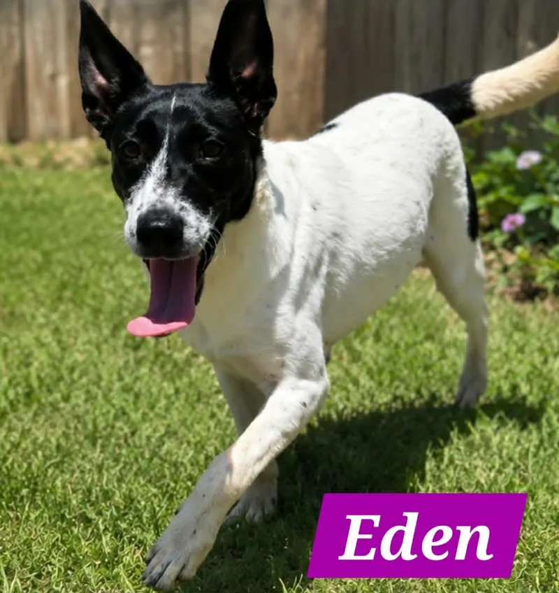 Edena thumbnail 3