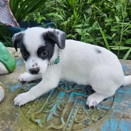 A baby small-sized male Black Chiweenie dog named McDash for adoption in Houston, TX
