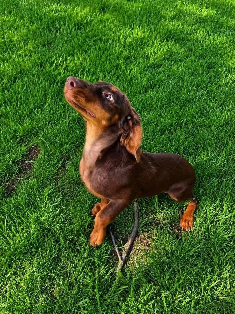 Oscar