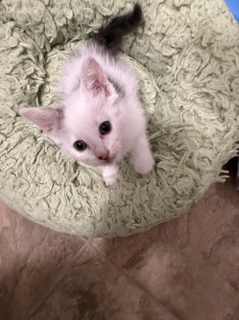 A young medium-sized female Gray & White Domestic Short Hair cat named Button for adoption in Greensboro, NC