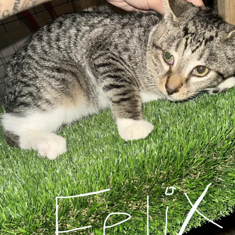 A baby small-sized male White Domestic Short Hair cat named Felix for adoption in Ringtown, PA