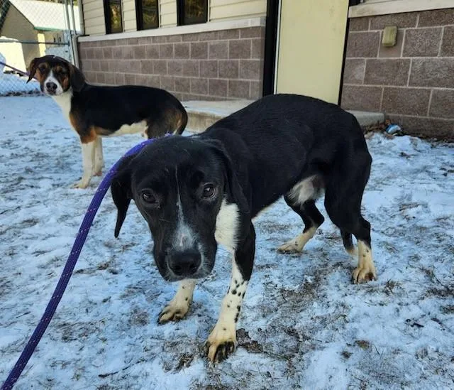 A young medium-sized male Black Beagle dog named Luigi for adoption in Prudenville, MI