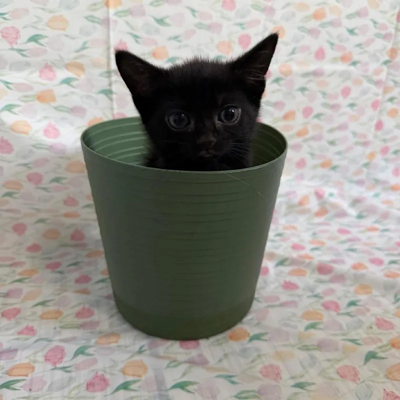 Rebel
